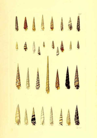 Reproducción/Reproduction 49491340873: Thesaurus conchyliorum, or, Monographs of genera of shells. London :Sowerby ...,1847-1887.. 