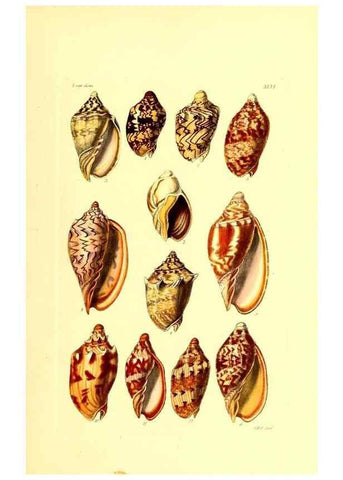 Reproducción/Reproduction 49491341058: Thesaurus conchyliorum, or, Monographs of genera of shells. London :Sowerby ...,1847-1887.. 