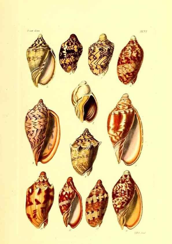 Reproducción/Reproduction 49491341058: Thesaurus conchyliorum, or, Monographs of genera of shells. London :Sowerby ...,1847-1887.. 