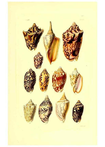 Reproducción/Reproduction 49492053022: Thesaurus conchyliorum, or, Monographs of genera of shells. London :Sowerby ...,1847-1887.. 