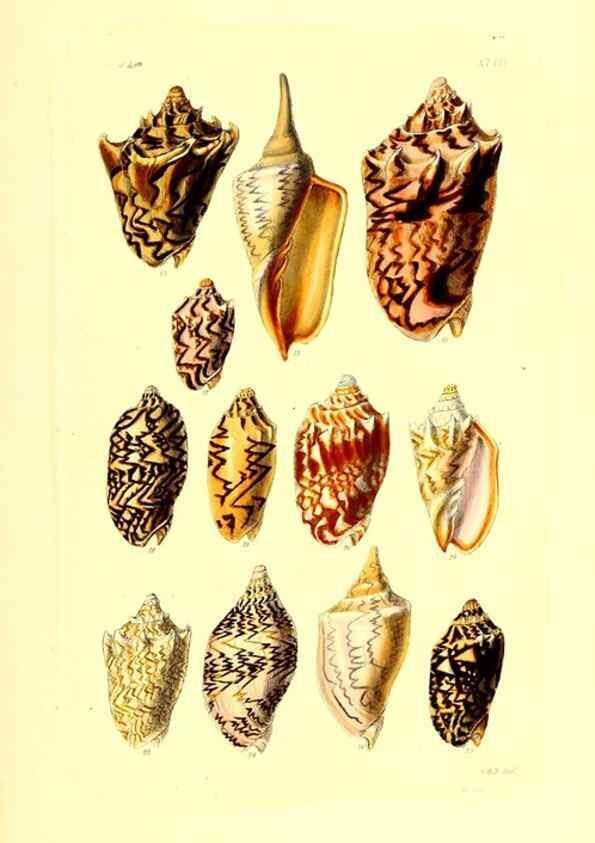 Reproducción/Reproduction 49492053022: Thesaurus conchyliorum, or, Monographs of genera of shells. London :Sowerby ...,1847-1887.. 