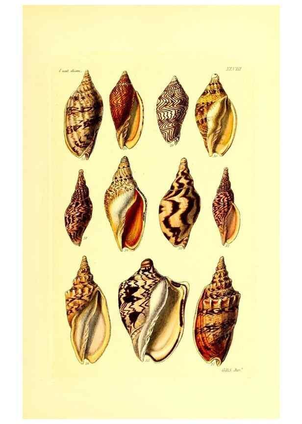 Reproducción/Reproduction 49491843111: Thesaurus conchyliorum, or, Monographs of genera of shells. London :Sowerby ...,1847-1887.. 