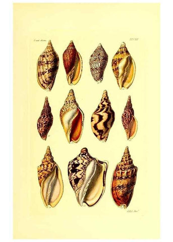 Reproducción/Reproduction 49491843111: Thesaurus conchyliorum, or, Monographs of genera of shells. London :Sowerby ...,1847-1887.. 