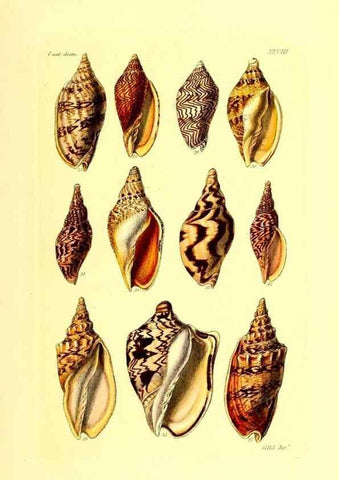 Reproducción/Reproduction 49491843111: Thesaurus conchyliorum, or, Monographs of genera of shells. London :Sowerby ...,1847-1887.. 