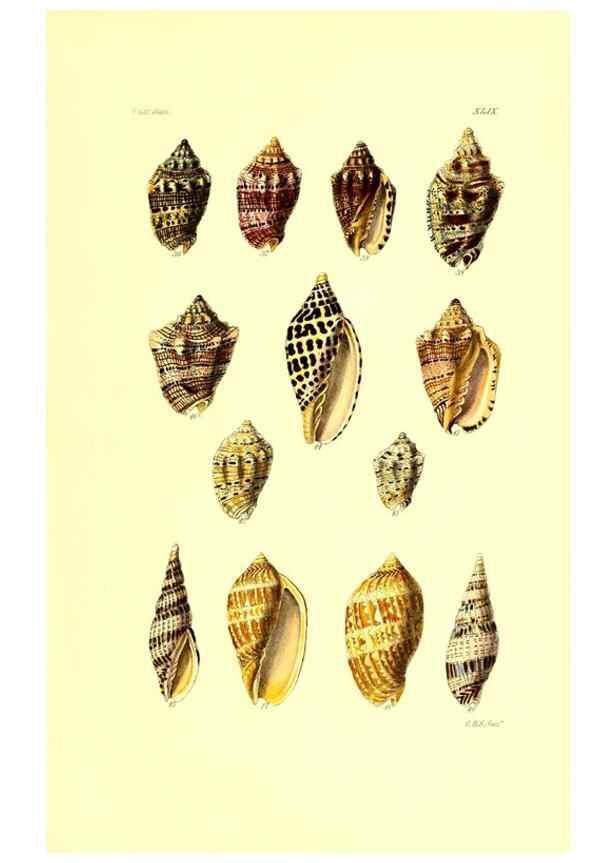 Reproducción/Reproduction 49492053377: Thesaurus conchyliorum, or, Monographs of genera of shells. London :Sowerby ...,1847-1887.. 