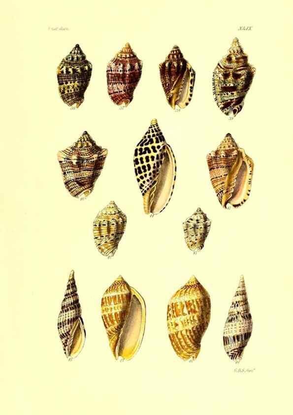 Reproducción/Reproduction 49492053377: Thesaurus conchyliorum, or, Monographs of genera of shells. London :Sowerby ...,1847-1887.. 