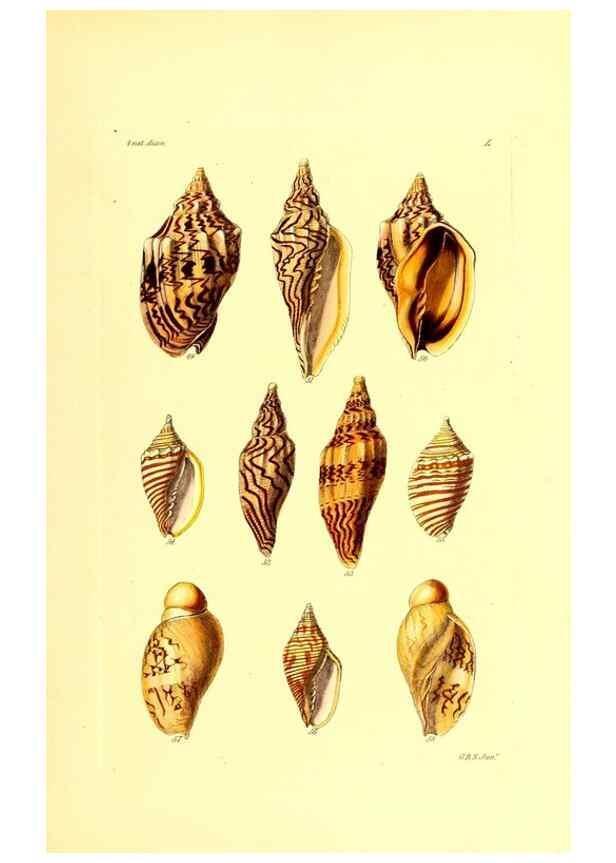 Reproducción/Reproduction 49491341988: Thesaurus conchyliorum, or, Monographs of genera of shells. London :Sowerby ...,1847-1887.. 