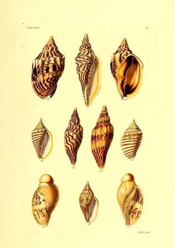 Reproducción/Reproduction 49491341988: Thesaurus conchyliorum, or, Monographs of genera of shells. London :Sowerby ...,1847-1887.. 