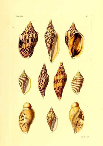 Reproducción/Reproduction 49491341988: Thesaurus conchyliorum, or, Monographs of genera of shells. London :Sowerby ...,1847-1887.. 