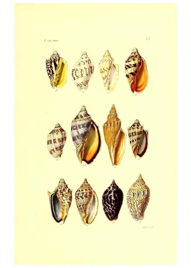 Reproducción/Reproduction 49491844001: Thesaurus conchyliorum, or, Monographs of genera of shells. London :Sowerby ...,1847-1887.. 