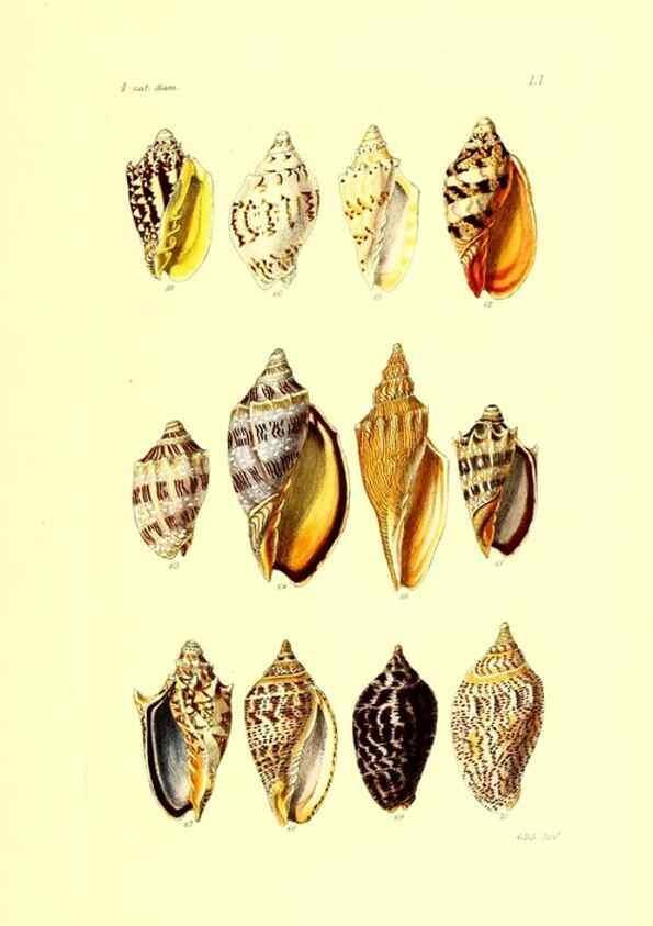 Reproducción/Reproduction 49491844001: Thesaurus conchyliorum, or, Monographs of genera of shells. London :Sowerby ...,1847-1887.. 