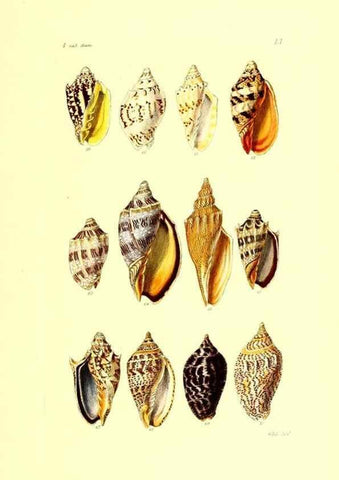 Reproducción/Reproduction 49491844001: Thesaurus conchyliorum, or, Monographs of genera of shells. London :Sowerby ...,1847-1887.. 