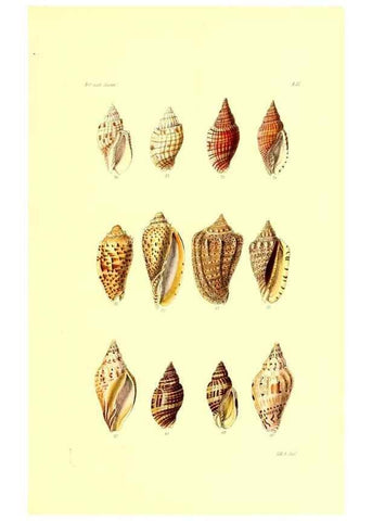 Reproducción/Reproduction 49491844196: Thesaurus conchyliorum, or, Monographs of genera of shells. London :Sowerby ...,1847-1887.. 