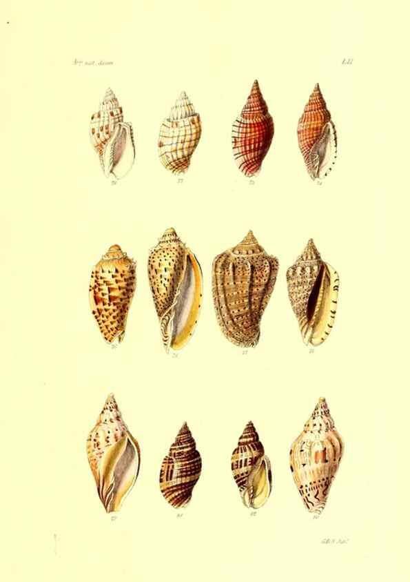 Reproducción/Reproduction 49491844196: Thesaurus conchyliorum, or, Monographs of genera of shells. London :Sowerby ...,1847-1887.. 