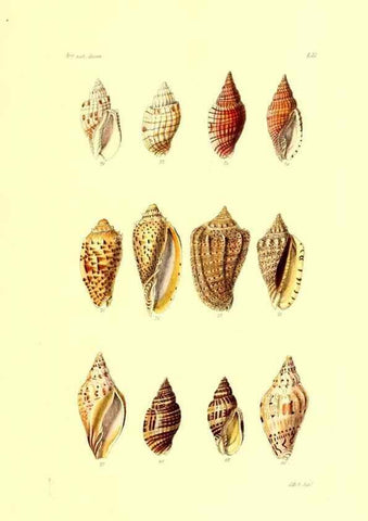Reproducción/Reproduction 49491844196: Thesaurus conchyliorum, or, Monographs of genera of shells. London :Sowerby ...,1847-1887.. 