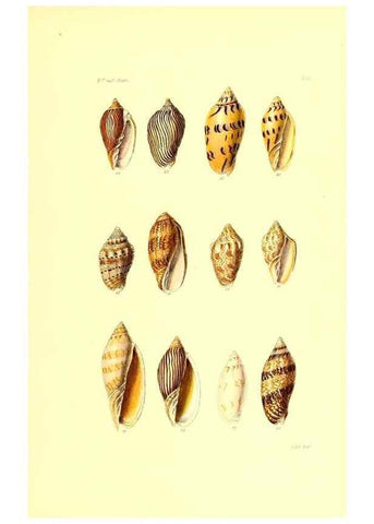 Reproducción/Reproduction 49491342993: Thesaurus conchyliorum, or, Monographs of genera of shells. London :Sowerby ...,1847-1887.. 