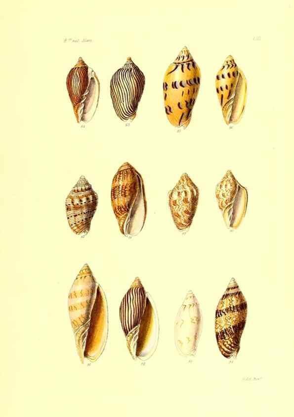 Reproducción/Reproduction 49491342993: Thesaurus conchyliorum, or, Monographs of genera of shells. London :Sowerby ...,1847-1887.. 