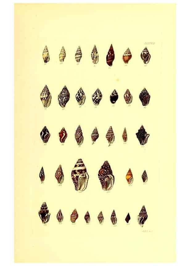 Reproducción/Reproduction 49491839741: Thesaurus conchyliorum, or, Monographs of genera of shells. London :Sowerby ...,1847-1887.. 