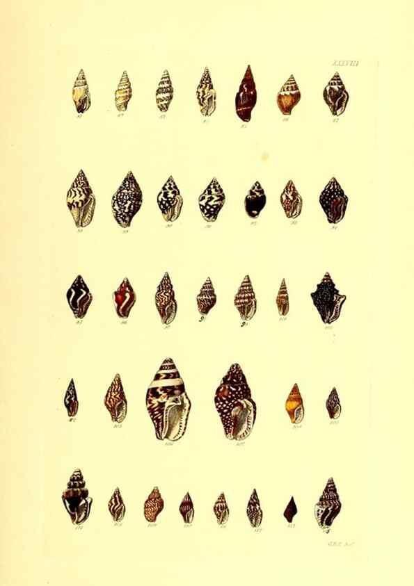 Reproducción/Reproduction 49491839741: Thesaurus conchyliorum, or, Monographs of genera of shells. London :Sowerby ...,1847-1887.. 