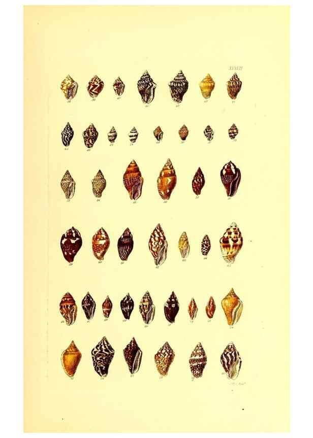 Reproducción/Reproduction 49492049837: Thesaurus conchyliorum, or, Monographs of genera of shells. London :Sowerby ...,1847-1887.. 