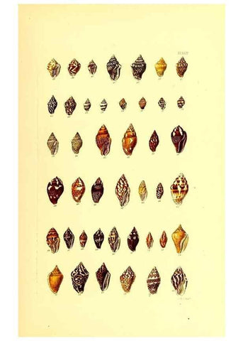 Reproducción/Reproduction 49492049837: Thesaurus conchyliorum, or, Monographs of genera of shells. London :Sowerby ...,1847-1887.. 