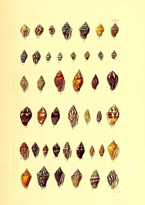 Reproducción/Reproduction 49492049837: Thesaurus conchyliorum, or, Monographs of genera of shells. London :Sowerby ...,1847-1887.. 