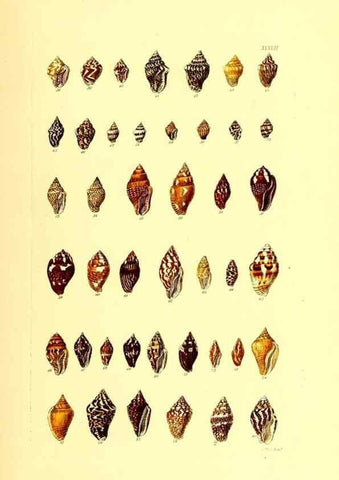 Reproducción/Reproduction 49492049837: Thesaurus conchyliorum, or, Monographs of genera of shells. London :Sowerby ...,1847-1887.. 