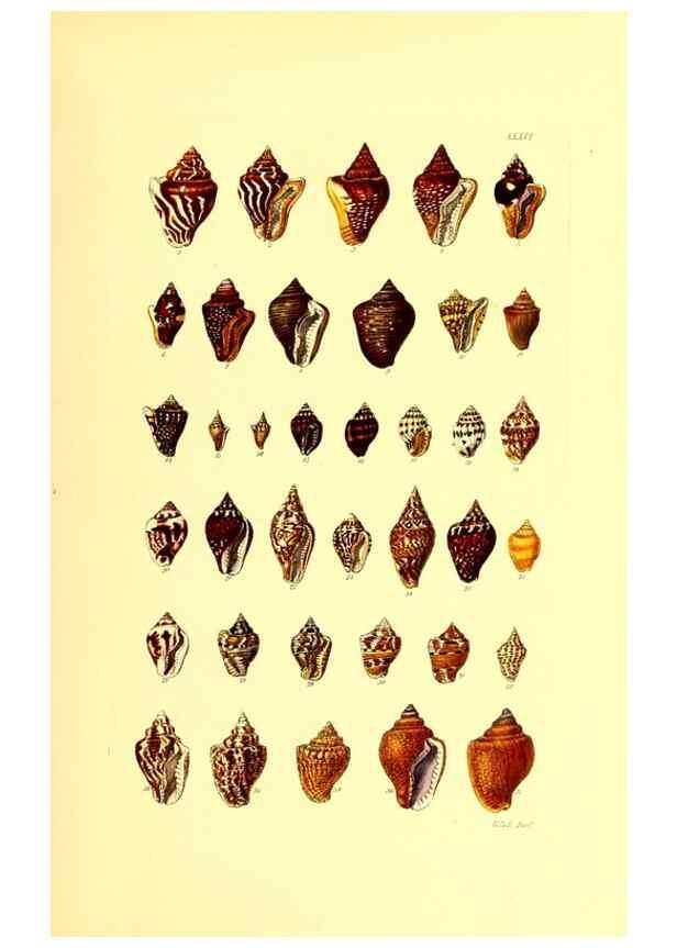 Reproducción/Reproduction 49492049627: Thesaurus conchyliorum, or, Monographs of genera of shells. London :Sowerby ...,1847-1887.. 