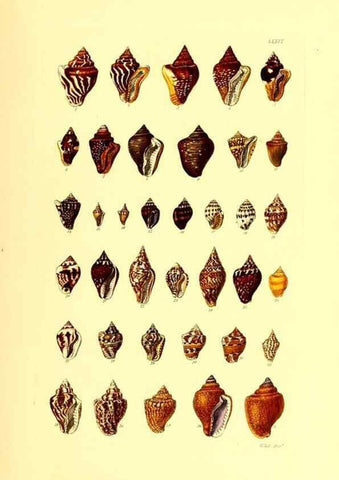 Reproducción/Reproduction 49492049627: Thesaurus conchyliorum, or, Monographs of genera of shells. London :Sowerby ...,1847-1887.. 