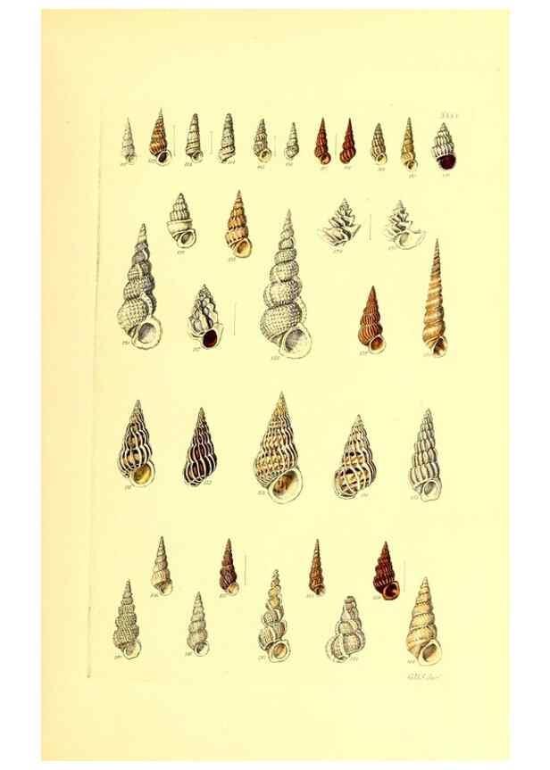 Reproducción/Reproduction 49491838996: Thesaurus conchyliorum, or, Monographs of genera of shells. London :Sowerby ...,1847-1887.. 