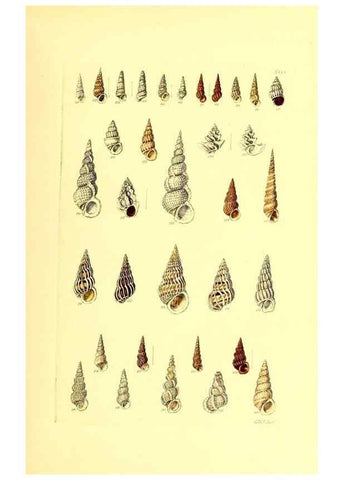 Reproducción/Reproduction 49491838996: Thesaurus conchyliorum, or, Monographs of genera of shells. London :Sowerby ...,1847-1887.. 