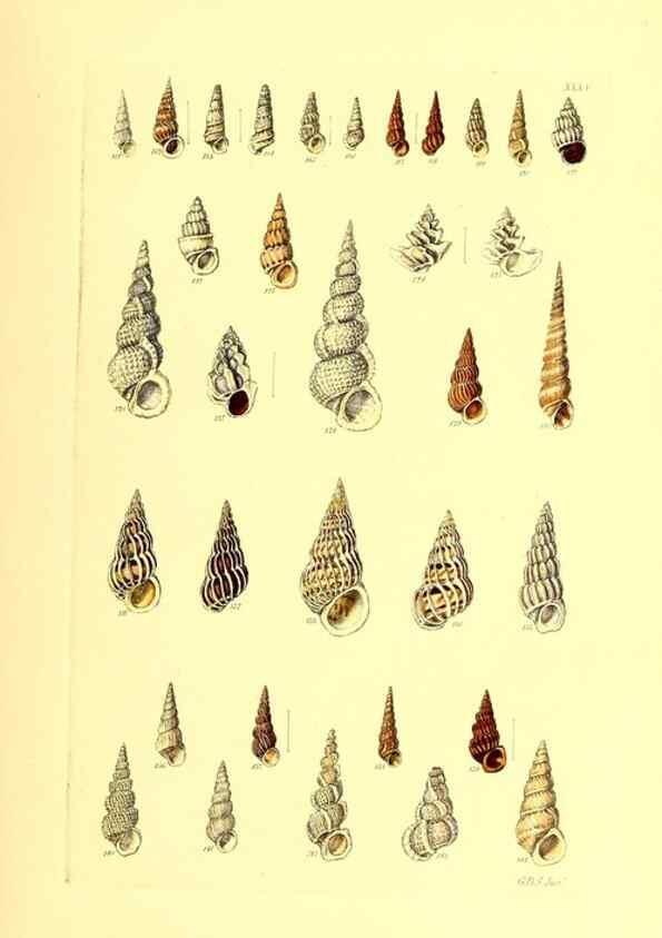 Reproducción/Reproduction 49491838996: Thesaurus conchyliorum, or, Monographs of genera of shells. London :Sowerby ...,1847-1887.. 