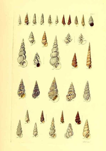 Reproducción/Reproduction 49491838996: Thesaurus conchyliorum, or, Monographs of genera of shells. London :Sowerby ...,1847-1887.. 
