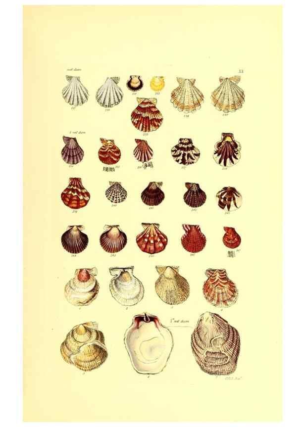 Reproducción/Reproduction 49491333658: Thesaurus conchyliorum, or, Monographs of genera of shells. London :Sowerby ...,1847-1887.. 