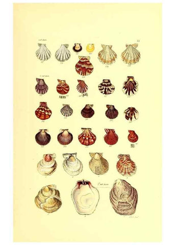 Reproducción/Reproduction 49491333658: Thesaurus conchyliorum, or, Monographs of genera of shells. London :Sowerby ...,1847-1887.. 