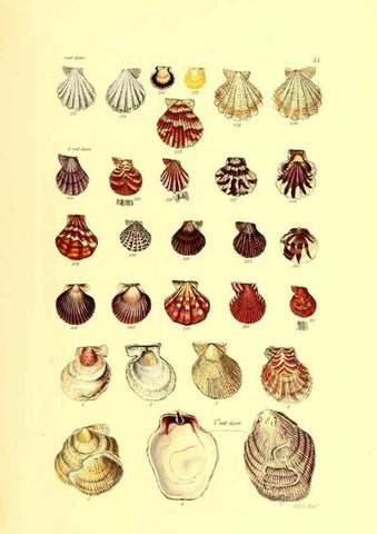 Reproducción/Reproduction 49491333658: Thesaurus conchyliorum, or, Monographs of genera of shells. London :Sowerby ...,1847-1887.. 