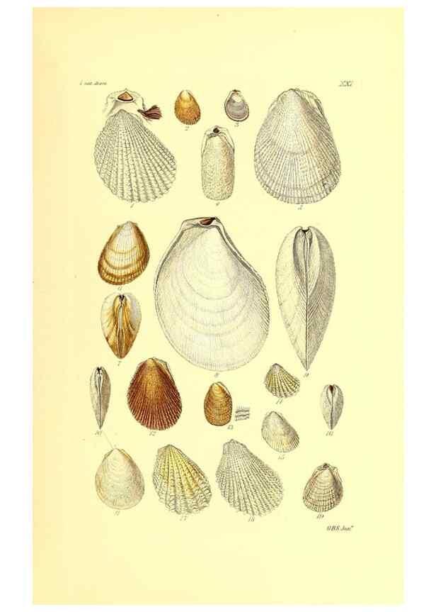 Reproducción/Reproduction 49491835356: Thesaurus conchyliorum, or, Monographs of genera of shells. London :Sowerby ...,1847-1887.. 