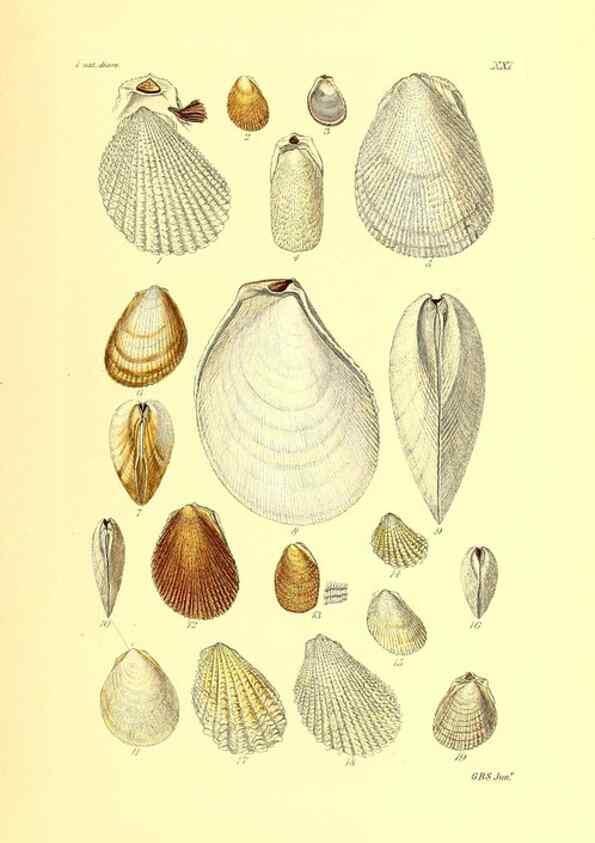 Reproducción/Reproduction 49491835356: Thesaurus conchyliorum, or, Monographs of genera of shells. London :Sowerby ...,1847-1887.. 