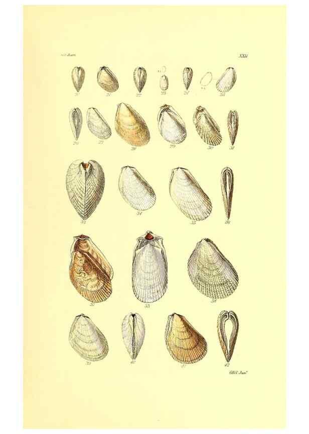 Reproducción/Reproduction 49492045632: Thesaurus conchyliorum, or, Monographs of genera of shells. London :Sowerby ...,1847-1887.. 