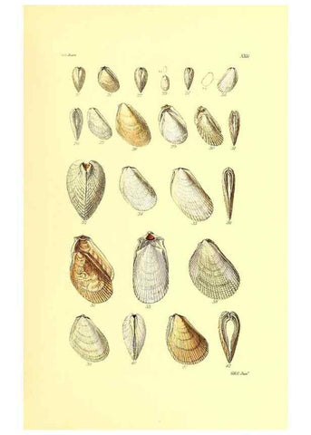 Reproducción/Reproduction 49492045632: Thesaurus conchyliorum, or, Monographs of genera of shells. London :Sowerby ...,1847-1887.. 