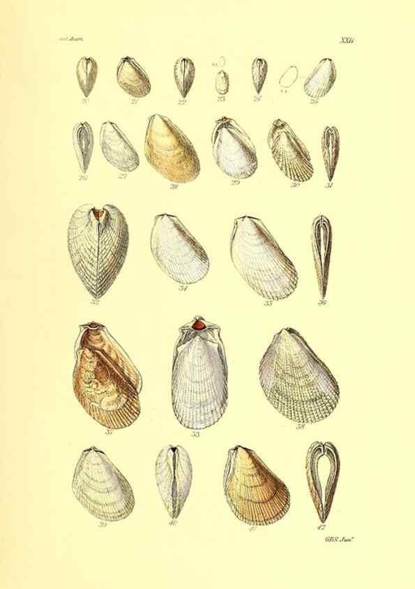 Reproducción/Reproduction 49492045632: Thesaurus conchyliorum, or, Monographs of genera of shells. London :Sowerby ...,1847-1887.. 