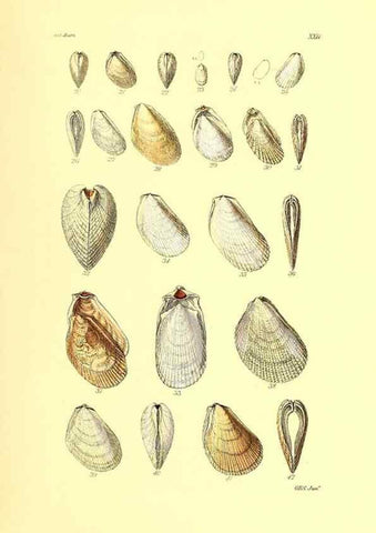 Reproducción/Reproduction 49492045632: Thesaurus conchyliorum, or, Monographs of genera of shells. London :Sowerby ...,1847-1887.. 