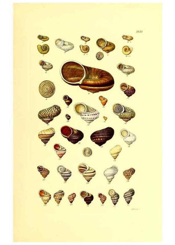 Reproducción/Reproduction 49492045817: Thesaurus conchyliorum, or, Monographs of genera of shells. London :Sowerby ...,1847-1887.. 