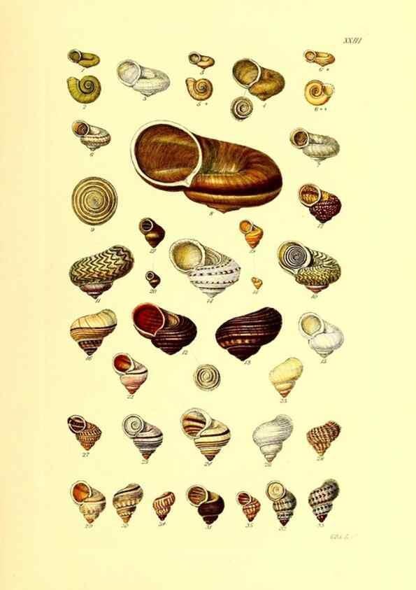 Reproducción/Reproduction 49492045817: Thesaurus conchyliorum, or, Monographs of genera of shells. London :Sowerby ...,1847-1887.. 