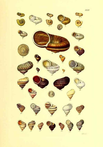 Reproducción/Reproduction 49492045817: Thesaurus conchyliorum, or, Monographs of genera of shells. London :Sowerby ...,1847-1887.. 