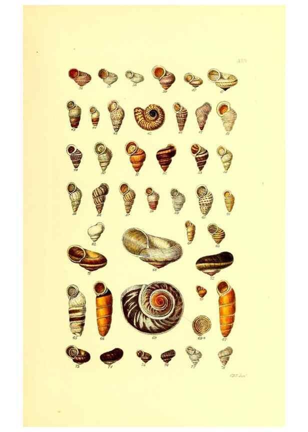 Reproducción/Reproduction 49491835856: Thesaurus conchyliorum, or, Monographs of genera of shells. London :Sowerby ...,1847-1887.. 