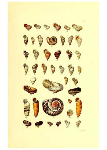 Reproducción/Reproduction 49491835856: Thesaurus conchyliorum, or, Monographs of genera of shells. London :Sowerby ...,1847-1887.. 
