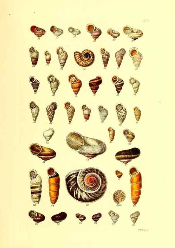 Reproducción/Reproduction 49491835856: Thesaurus conchyliorum, or, Monographs of genera of shells. London :Sowerby ...,1847-1887.. 