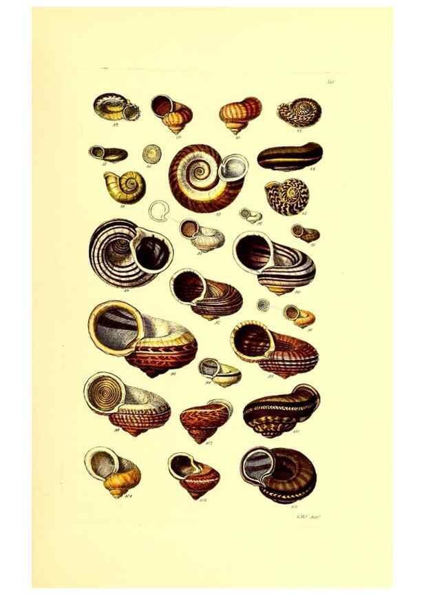 Reproducción/Reproduction 49491334778: Thesaurus conchyliorum, or, Monographs of genera of shells. London :Sowerby ...,1847-1887.. 