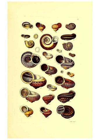 Reproducción/Reproduction 49491334778: Thesaurus conchyliorum, or, Monographs of genera of shells. London :Sowerby ...,1847-1887.. 